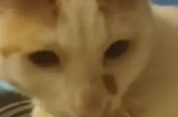 Lost female cat, Rotohine Place, Rockingham — white face with a ginger mark - photo