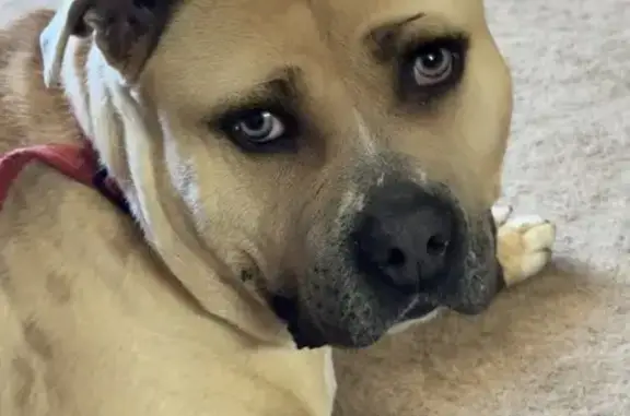 Lost dog, Sam Martin Road, 484, Dahlonega, Atlanta — male with a limp - photo