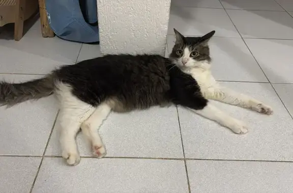 Gato perdido, macho, Boulevard Luis Donaldo Colosio, Alfredo V. Bonfil, Cancun — cola muy peluda y bigotes muy largos - photo
