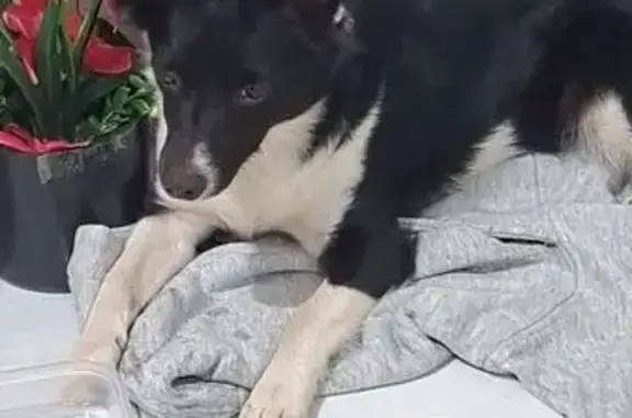 Perro encontrado Benicarlo, foto: Perro encontrado, Plaça Poligono 18, 300, Benicarlo — posible cruce con border collie