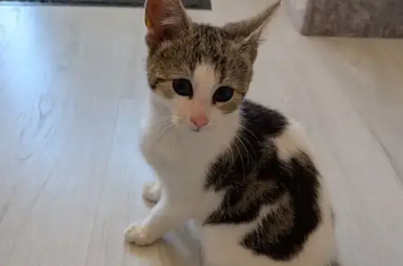 Lost cat, Rumney, Wales, Londo...