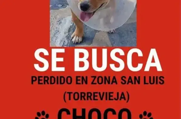 Perro perdido macho, Calle Calaceite, El Chaparral, Pamplona — 20 kg y pelo corto - photo