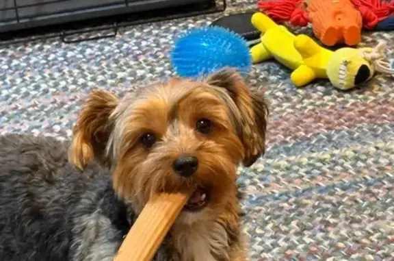 Lost pets Crawford, photo: Lost dog, Covered Wagon Trail, 204, Crawford — male with a shaggy brown face