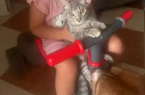 Gato perdido, Calle Puente Genil, 7, Córdoba, Cordoba — 4 meses, gris atigrado - photo