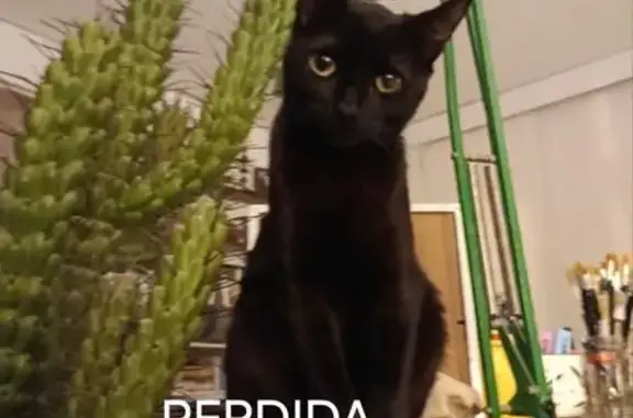 Perdido gato hembra, Calle Honduras, 25, Santander — con mácula en el ojo izquierdo - photo