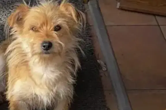 Perro perdido, O Porriño, Galicia, Vigo — hembra, castaña y cariñosa - photo