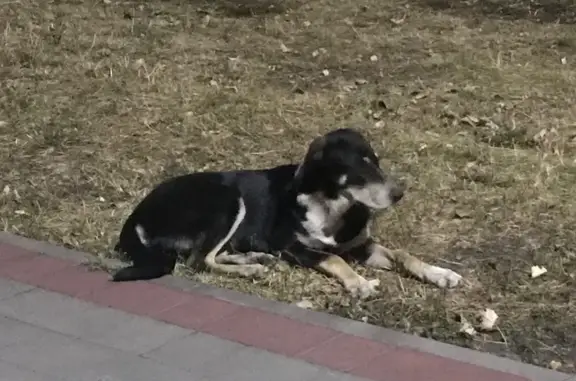 Знайдені тварини Софіївська борщагівка, фото: Знайдена собака, Машинобудівна вулиця, Київ, Софіївська борщагівка — спокійна