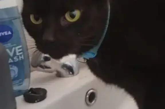 Lost pets Johannesburg, photo: Lost cat, Alberton, Gauteng, Johannesburg — female with a red collar