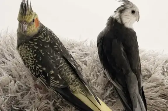 Lost birds, Elizabeth Avenue, Sydney, Kurrajong Heights — Alvey whistles and responds to wolf whistling - photo