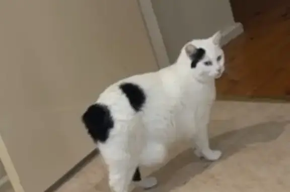 Lost cat, Molyneaux Avenue, 1, Blacktown, Stanhope Gardens — female with no tail - photo