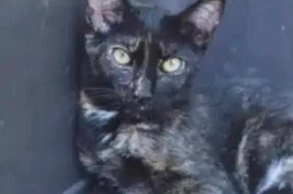Gato perdido, hembra, Carrer Biella, Sabadell, Barcelona — carey, grande y sin collar - photo