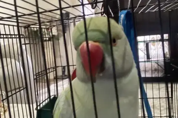 Lost bird, male, Rosebank Drive, 130, Melbourne, Lyndhurst - blue Indian Ringneck - photo