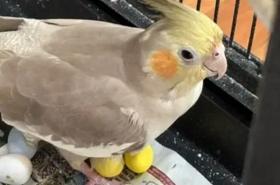 Lost pets Taunton, photo: Lost Bird, Lakeview Avenue, 18, Taunton — grey bird that comes to her person