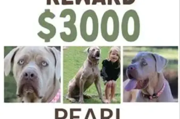 Lost dog, Port Macquarie — female with a grey coat and pink and white collar - photo