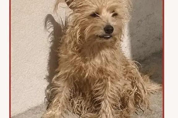 Perro perdido, hembra, Calle Mina de San Bernabé, 114, Celaya — responde a “Chiquis” - photo