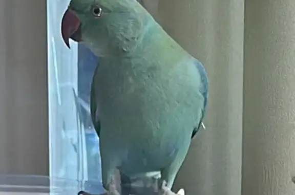 Lost pets San Jose, photo: Lost female bird, Winchester Boulevard, 1655, Campbell, San Jose — Indian Ringneck Parakeet with a bright red beak