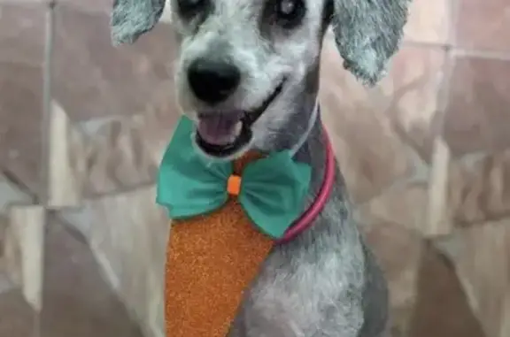 Cachorro perdido, Ermelino Mat...
