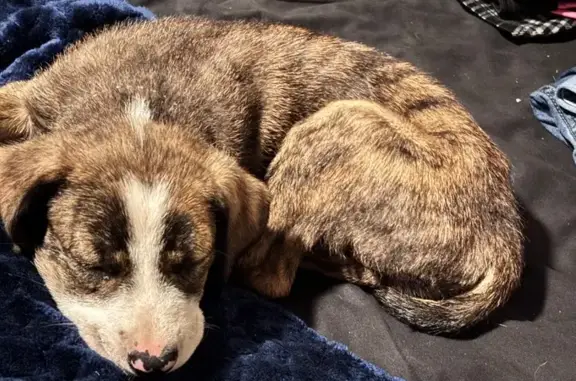 Lost dog, 58th Street, 4320, Lubbock, Arlington — female with white socks and a black collar - photo