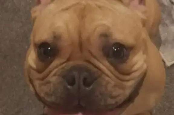 Lost Dog, Back River Road, Derwent Valley, Melbourne — 10-month-old tan French bulldog - photo
