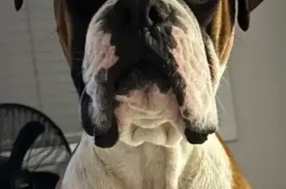 Lost pets Penrith, photo: Lost dog, Richmond Road, Penrith – male fawn Boxer with white tail tip