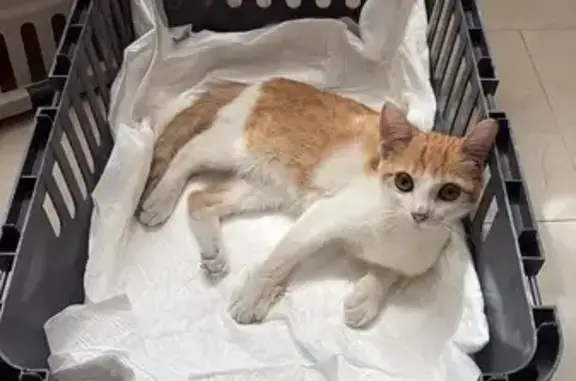 Gato encontrado La Rinconada, foto: Gato encontrado, El Viar, La Rinconada — hembra de 4 meses con fractura de cadera