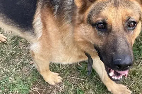 Perro perdido, Golmés, Cataluña, Madrid — dos pastores alemanes de 4 años - photo