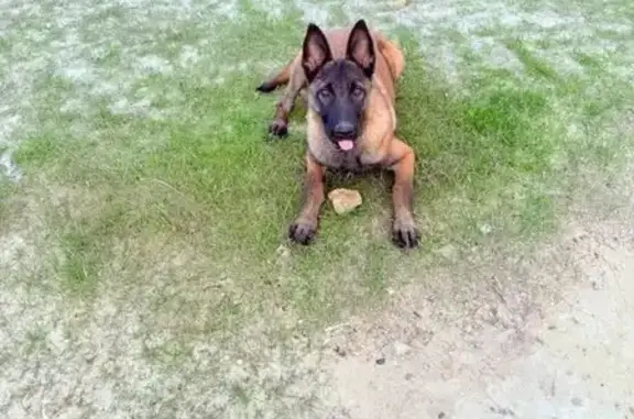 Perro perdido, Lora del Río, Andalucía, Carmona — malinoi hembra de 1 año y adiestrada - photo