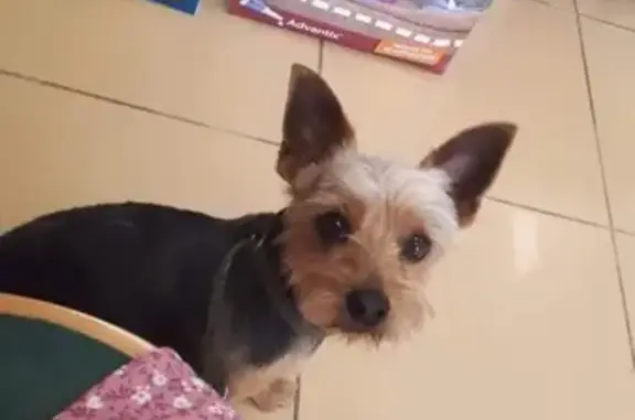 Perro perdido, Calle Camino de Mejina, 26, Espartinas, Mairena del Aljarafe — Yorkshire de 7 años, negro y fuego - photo