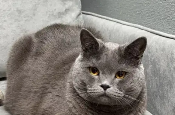 Дуже наляканий котик, гуляли в парку «Совки» втік з рук котик чіпований