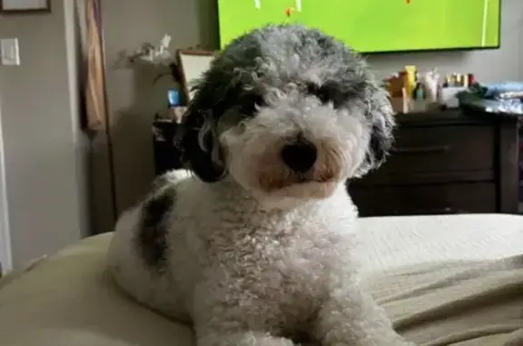 Lost dog, Larkin Drive, 17234, Dumfries — male with light-colored eyes - photo