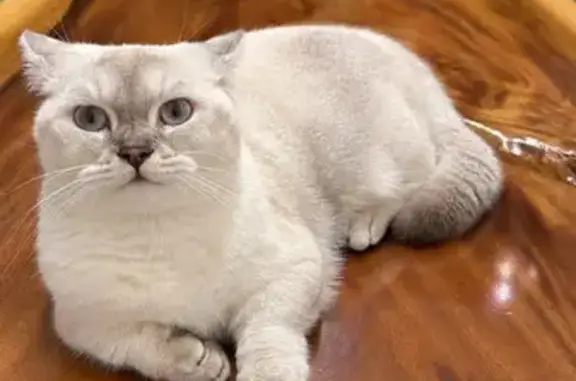 Lost cat, Merryn Road, Singapore, Hougang - female, white coat - photo