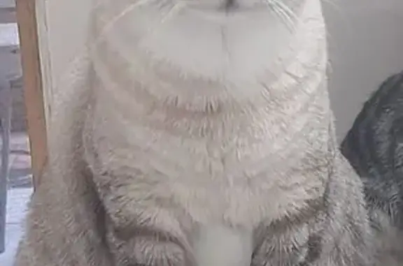 Gato perdido, Rua Edmundo de Amicis, 347 — cinza claro, olhos azuis - photo