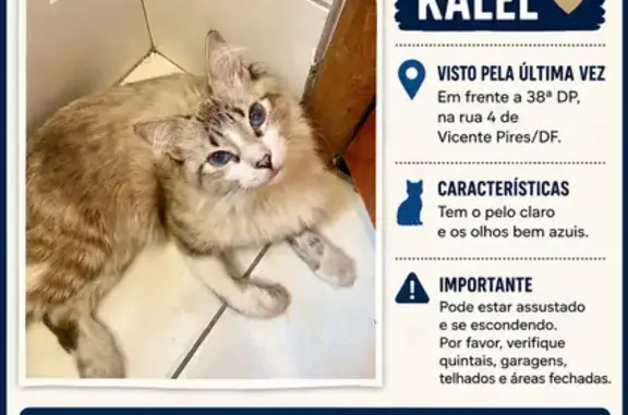Gato desaparecido Macho (brl00...