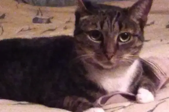 Missing cat Female, Leesburg (usl545719) - photo