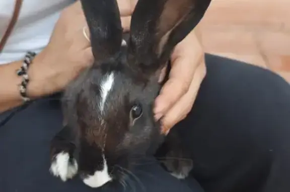 Conejo encontrado, Atamaria (s...