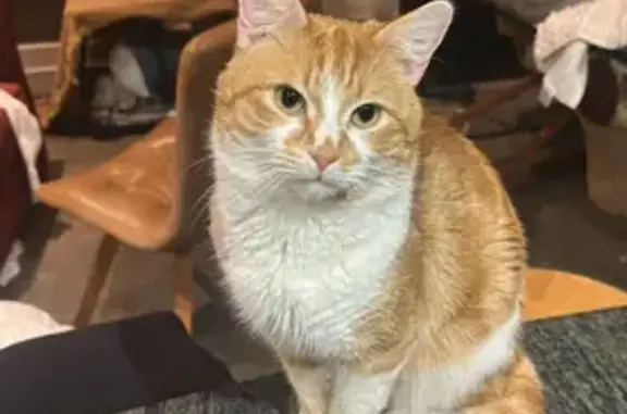 Missing cat Male, Fulham (ul488714) - photo