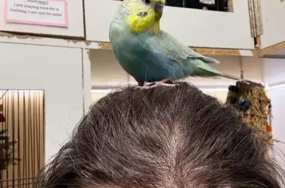 Lost bird, Manchester Road, 43, Yarra Ranges, Wonga Park — male, under a year old - photo