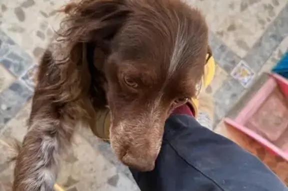 Perra perdida, Calle Cura Diamantino, 1, Dos Hermanas — mayor, con una verruguita en el labio - photo