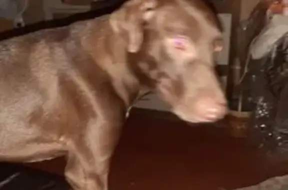 Cachorro perdido, macho, Rua V...