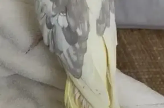 Lost bird, Arcadian Circuit, City of Parramatta Council, Sydney — yellow and grey and white wings - photo