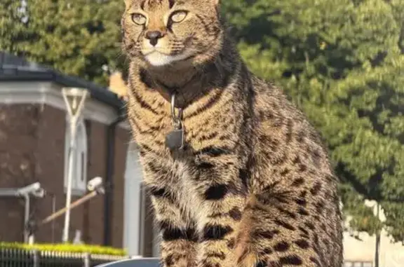 Lost male cat, Willow Springs, Cranfield — Savannah F1 with dark spots - photo