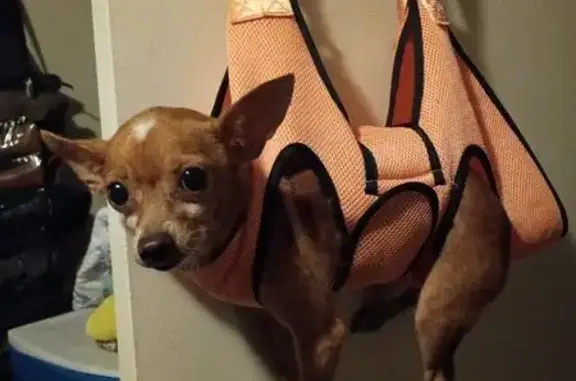 Lost dog, Ridgestone Street, Houston — female Chihuahua with a broken tail tip - photo