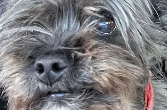 Lost Dog, Watson Road, 87, Forsyth — female with a silver BLACKPINK collar - photo