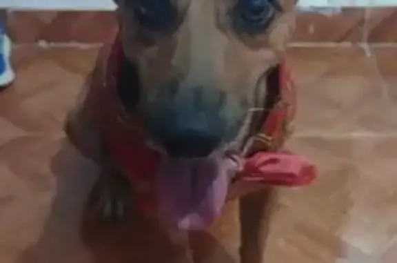 Perro perdido macho, Ciclovía Parque de la Equidad Av Chaacmol, Cancún — color café claro - photo