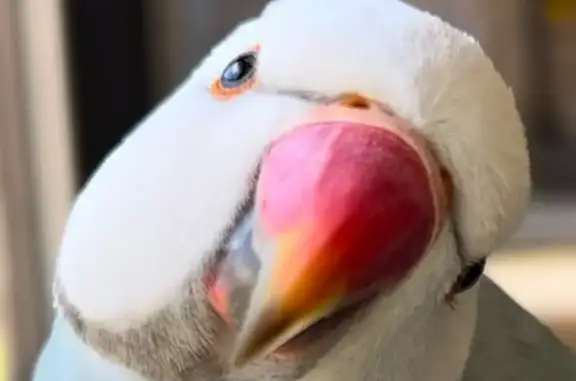 Lost bird, male, Danyenah Street, 36, Logan, Waterford — Indian Ringneck parrot - photo