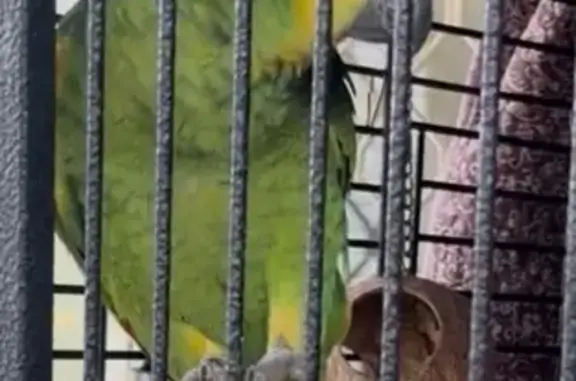 Lost bird, Woodville Road, Villawood, Sydney – female Amazon parrot with yellow cheeks - photo