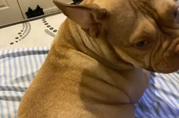 Lost female dog, Nye Avenue, 269, Newark — tri face - photo