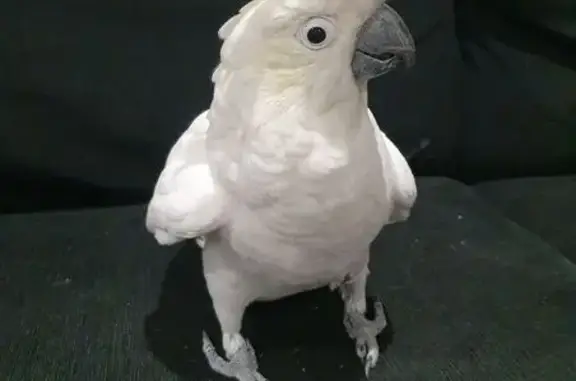 Lost bird, Don Mills Avenue, 76, Blacktown, Quakers Hill — male white cockatoo answers to Rainbow - photo
