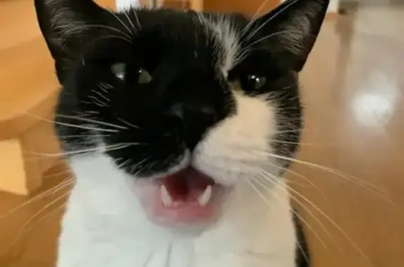 Es blanco y negro, un gato grande. Tiene un microchip con numero 705035000047880.