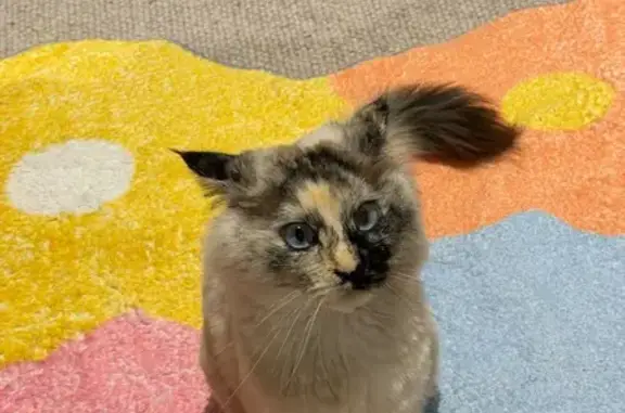 Lost female cat, Stewart Street, 119, Merri-Bek City, Fairfield — Tortie Point Ragdoll - photo